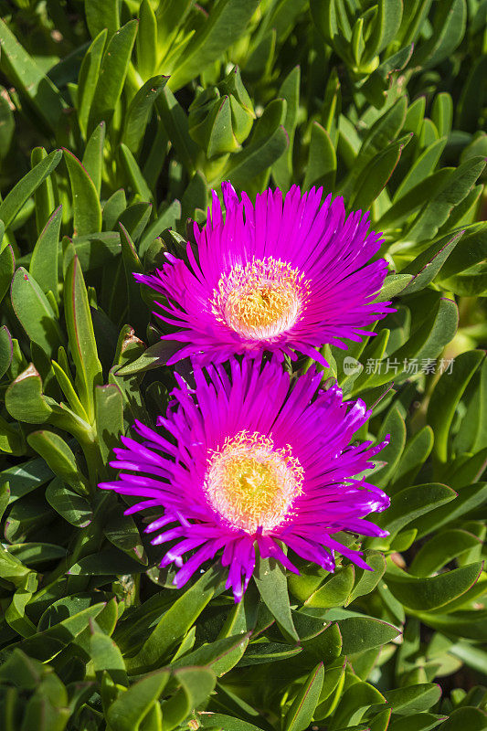 Carpobrotus edulis，原产于南非